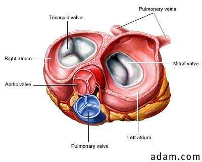 odnosno ventrikula.