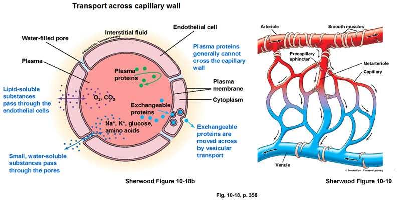 od arterija Karakteristike protoka krvi kroz kapilare p k p o υ krvi p k p o ka venama Simultano dejstvo krvnog i osmotskog pritiska duž kapilare.