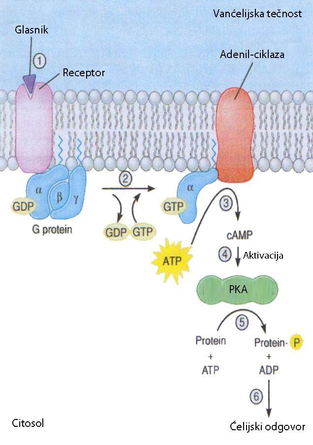 PKA tkivno specifična aktivira određene enzime prenoseći im fosfatnu grupu JETRA glikogenoliza MASNO TKIVO - lipoliza