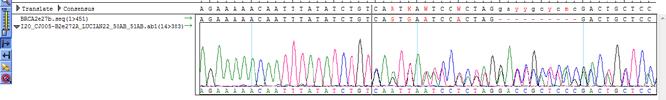 Având în vedere faptul că regiunea N-terminală a BRCA2 nu este evidențiată a interacționa decât cu partenerul molecular BRCA1, o analiză a expresiei genice pentru cele două gene va fi prezentată mai