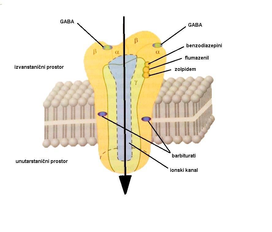 5. Benzodiazepini i GABAA receptori 30 GABAA receptor ima 4 osnovna konformacijska stanja: otvoreno, zatvoreno, blokirano i desenzitizirano.