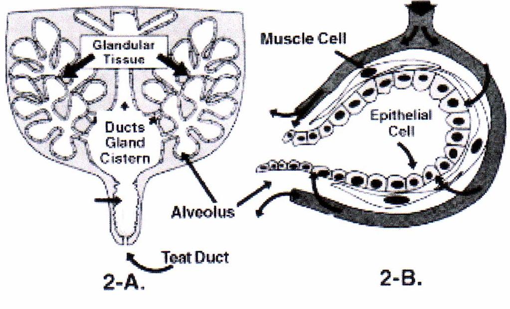 Fiziologija mliječne zlijezde -osjetni živci hipotalamus neurohipofiza oksitocin kontrakcija mioepitela alveola ispražnjenje