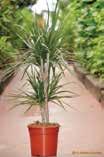 Dracena Kjo bimë vitale mund të rritet në lartësinë e tavanit, duke e bërë një bimë të mrekullueshme dekorative edhe për të mbushur hapësirën.