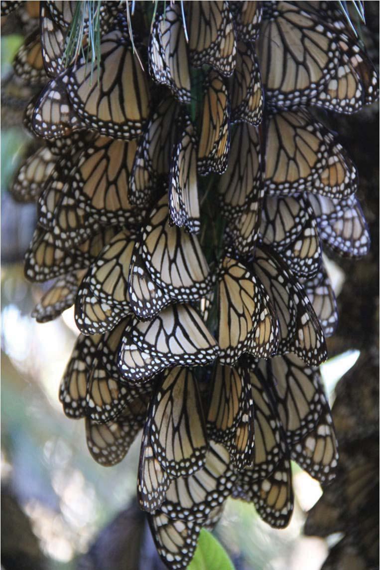 MONARCH JOINT VENTURE JULY 2009 MAY 2014
