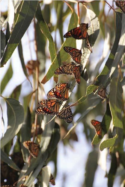 80) Bringing Back the Prairie, Building Habitat for Monarchs.