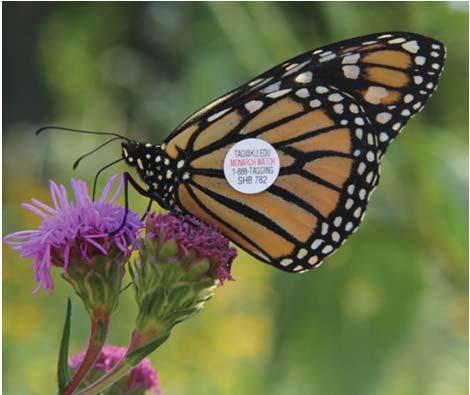 MONARCH JOINT VENTURE 20092014 Expanding the Monarch Waystaon Program.