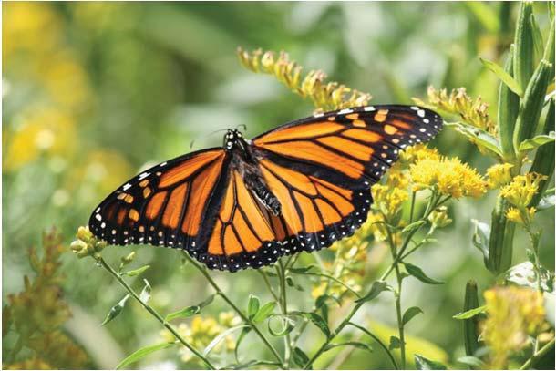 MONARCH JOINT VENTURE 20092014 Nectar Plant Recommendaons for Monarchs.