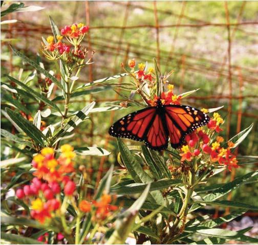 MONARCH JOINT VENTURE 20092014 A.
