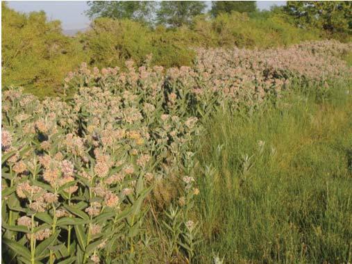 MONARCH JOINT VENTURE 20092014 Review of laws and policies regarding western overwintering sites.