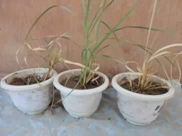 Euphrates Journal of Agriculture Science-6 (1): 9-18, (2014) Temur et al.