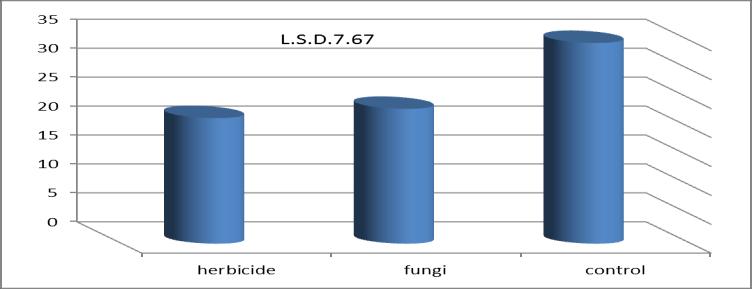 7 )cm and reason for this is to secretions by fungus, figure ( 2 ).