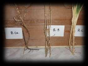 Euphrates Journal of Agriculture Science-6 (1): 9-18, (2014) Temur et al.