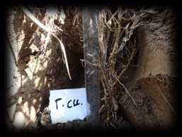 Euphrates Journal of Agriculture Science-6 (1): 9-18, (2014) Temur et al. Were measured infect size in root treatment was (30.