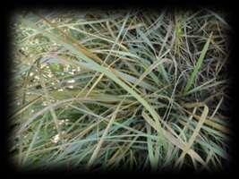 affect heavily on many plants. ( Bicalho et al., 2003 ). Picture ( 3 ) effect the fungus curvularia clavata on rhizomes up and infect fungi in field for down.