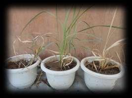 Euphrates Journal of Agriculture Science-6 (1): 9-18, (2014) Temur