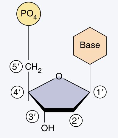 Structura chimică a DN-ului - în 1869 Friedrich Miescher izolează din nuclei o substanță albă pe care o denumește nucleină. Datorită caracterului ușor acid capătă mai apoi denumirea de acid nucleic.