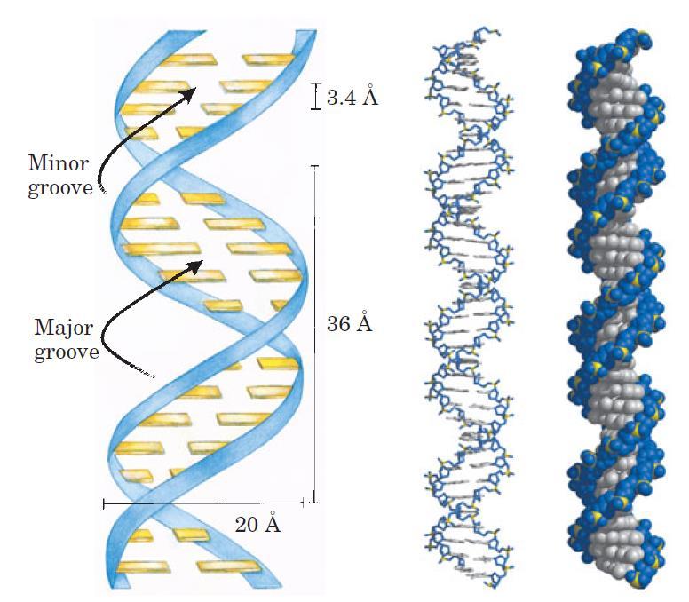 3/28/2018 Curs V - Structura acizilor nucleici 7 Structura