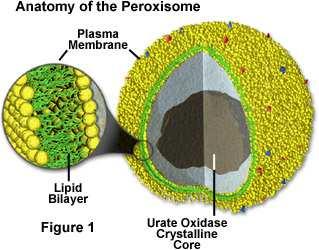 uklopina Mitohondrij 1 µm Peroksisomi sadrže enzime koji oksidiraju supstrat pri čemu nastaje vodikov peroksid (H 2 O 2 ) kao nusprodukt RH 2 + O 2 R + H 2 O 2 Vodik-peroksid (H 2 O 2 ) nastao