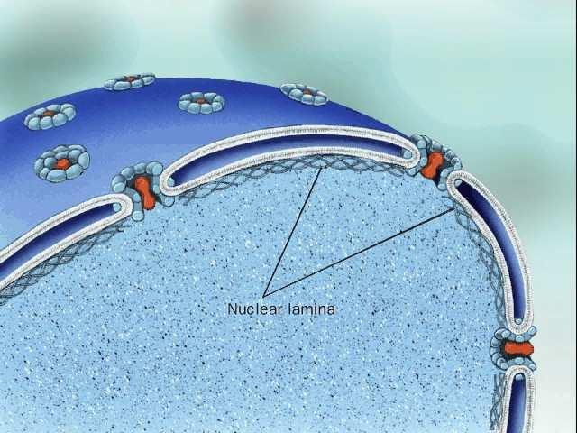 Jezgrine pore Dvostruka membrana Karioplazma