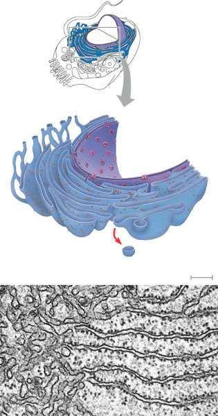 µm čini više od polovicu ukupnih membrana u