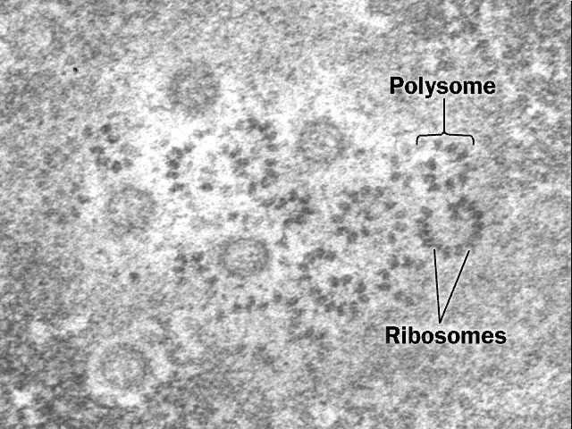 Shema ribosoma Velika podjedinica Mala podjedinica Funkcije ER Polisom (poliribosom) Ribosomi Hrapavi (zrnati) ER ima vezane ribosome proizvodi proteine i membrane, koje