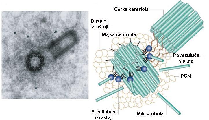 CENTROZOM CENTRIOLA 200 nm A B C Centrozom: - 2 centriole (majka i ćerka centriola) -
