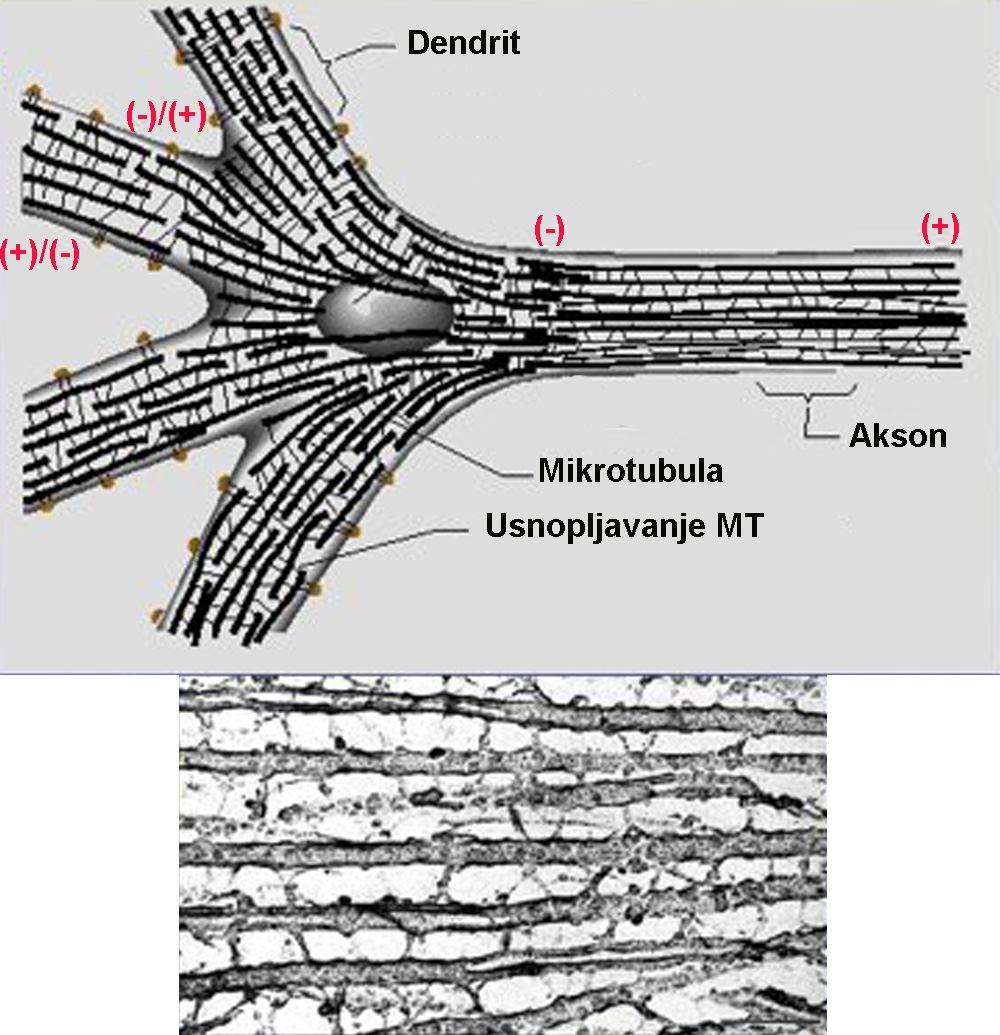 ANTEROGRADNI TRANSPORT -sinaptičke vezikule, mitohondrije,