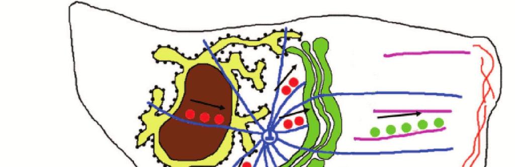Uloga mikrotubula u pozicioniranju