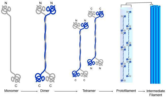 Struktura intermedijarnih filamenata Gradivni blok IF Protein sa α- heliksnim domenom 2 paralelno povezana monomera 2 antiparalelno bočno povezana dimera Niz tetramera 8 spiralno uvijenih