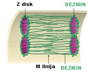 .. Daju čvrstinu i mehaničku stabilnost tkivima (dezmozomi, hemidezmozomi)