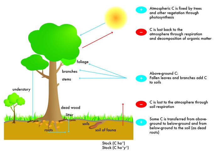PART III MODULE 4 SESSION 2 HOW TO MEASURE AND MONITOR CARBON A SIMPLE GUIDE 129 b) Thực vật nhỏ bao gồm cành cây đổ (đường kính nhỏ hơn 10cm) bao gồm lá, hoa và trái cây trên mặt đất.