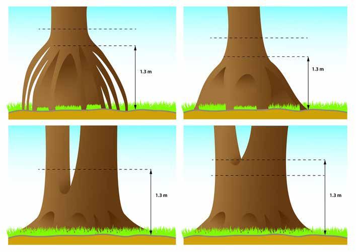PART III MODULE 4 SESSION 2 HOW TO MEASURE AND MONITOR CARBON A SIMPLE GUIDE 133 Đối với những cây có rễ hoặc thân cây