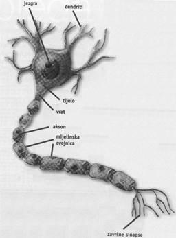 3.2 Neuronske mreže Za umjetni neuron može se reći da se dizajnira s idejom da oponaša osnovne funkcije (karakteristike prvog reda) biološkog neurona.