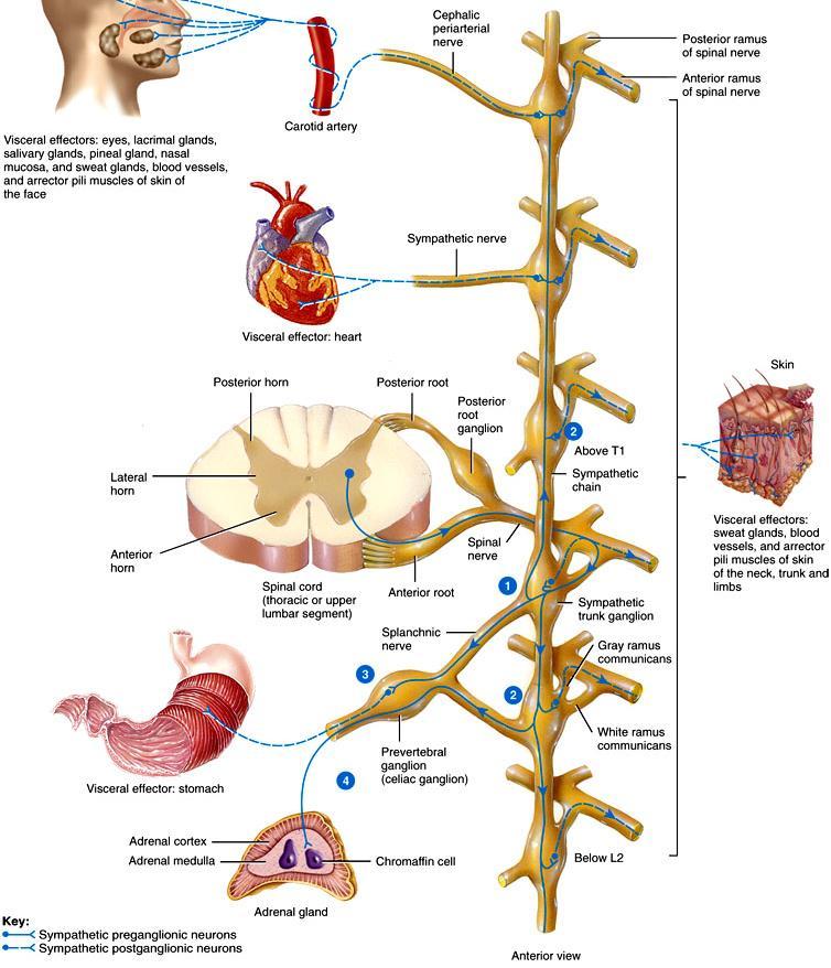 O parte din fibrele preggl fac sinapsa cu neuronii postggl din lantul simpatic paravertebral Axonii sunt nemielinizati si formeaza: -fibre postganglionare ramura comunicanta cenusie nervi