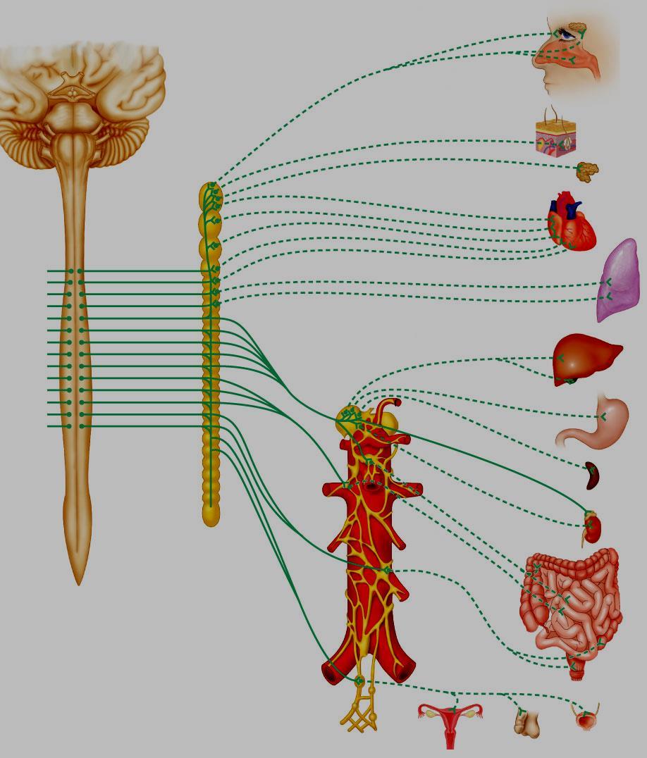 SNV - Simpatic ochi Glanda lacrimala T 1 Ganglionul cervical superior Ganglionul cervical mijlociu Ganglionul cervical inferior Ganglioni lantului simpatic Plexurile pulmonare si cardiace Mucoasa