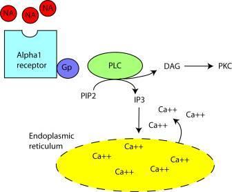 Receptori adrenergici -receptorii adrenergici α1: Mechanism de actiune : PLC-IP3-Ca si PLC-DAG-PKC Efecte Contractia musculaturii netede Vasoconstrictia Piele (vase) Rinichi (vase) Tract