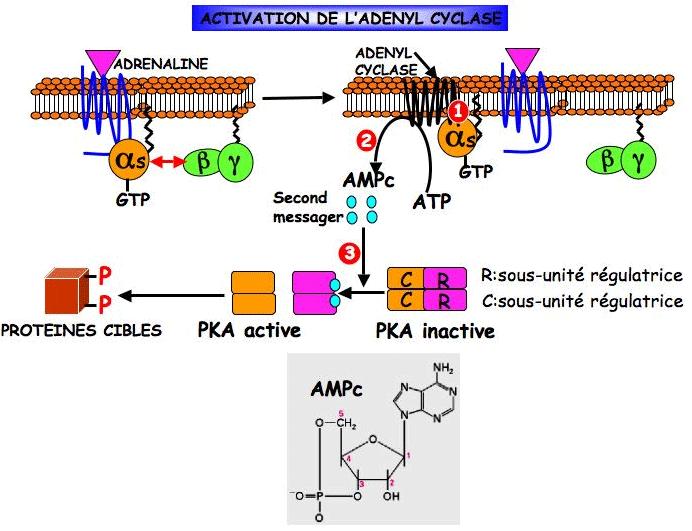 Receptorii adrenergici Sunt cei mai mari receptori postsinaptici adrenergici Mecanism de actiune: GPCR AC AMPc PKA receptorii beta 1: CORD: frecv (C+), cond (D+), FC (I+) eliberarea de renina din ap