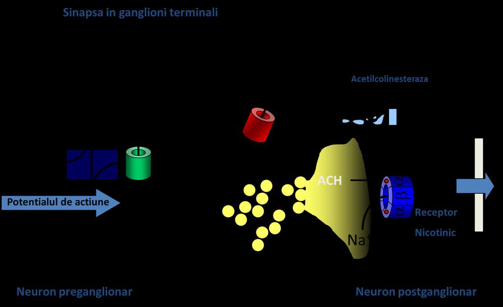 SNV Parasimpatic Fibrele preganglionare lungi, fac sinapsa cu ganglionii PS in vecinatatea organului tinta Descarca Ach Stimuleaza receptorii nicotinici din neuronii postganglionari Fibrele