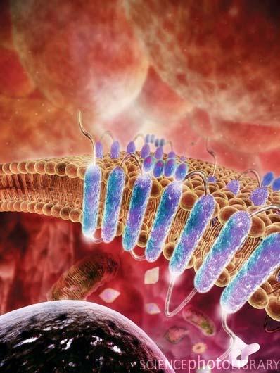 Membranski receptorji Specializirani integralni membranski proteini. Vezava ekstracelularnih mediatorjev - ligandov (hormoni, nevrotransmiterji, citokini ali rastni faktorji).