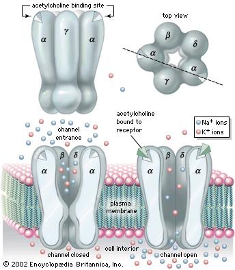 acetylcholine receptor pore.