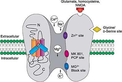 Glutamatni receptor (iglur) uravnavajo post-sinaptično vzdraženje živčnih celic, pomemben člen v živčni komunikaciji, tvorbi spomina, učenju in regulaciji L-glutamat osrednji nevrotransmiter v