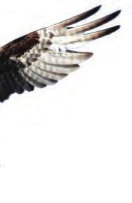 جيب ه ل مت ت لك الن باتات امل ائ ية ج ذورا مل اذ ا م راL عة الد SQص ١