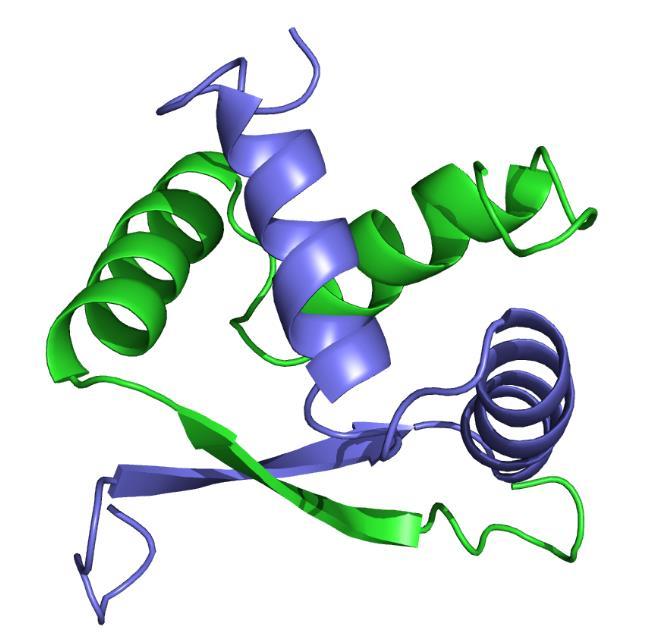 Interakcije med proteini Vrste interakcij obvezne neobvezne trajne