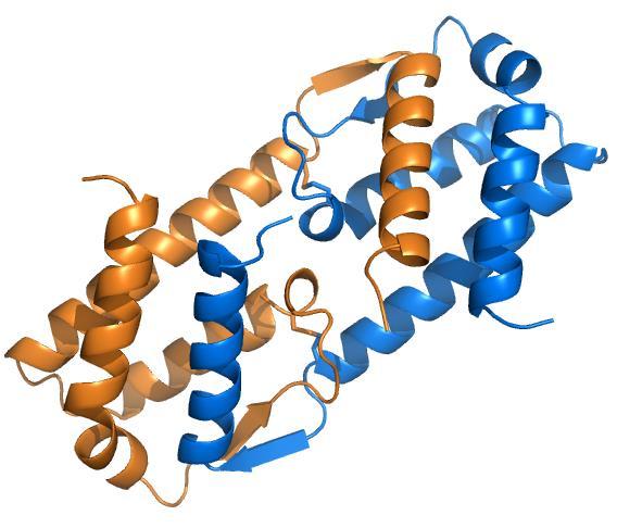 tvorba kompleksa/oligomera obvezna za obstojnost proteina v celici.