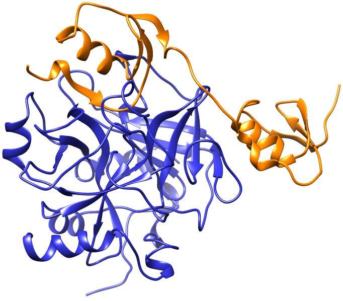Interakcije med proteini Vrste interakcij Ko kompleks nastane, praviloma ostane povezan dlje časa. obvezne neobvezne Interakcije protitelo-antigen, proteazeinhibitorji,.