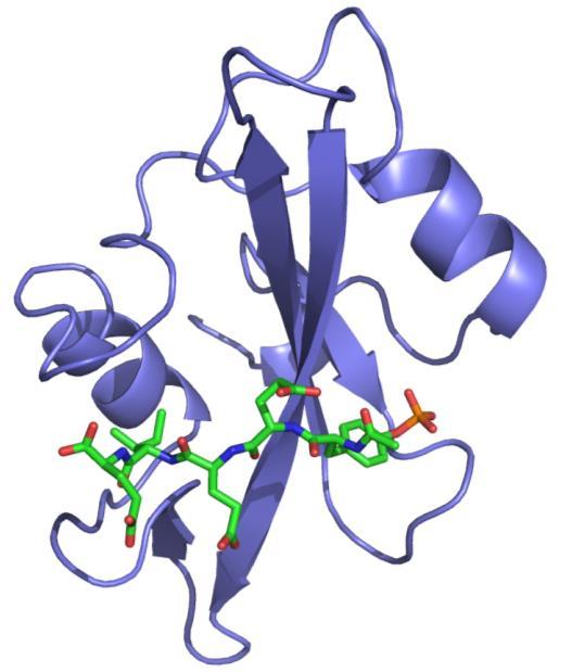 Interakcije med proteini obvezne Vrste interakcij neobvezne Dinamično ravnotežje med