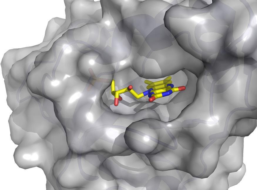 vezave liganda se med proteini