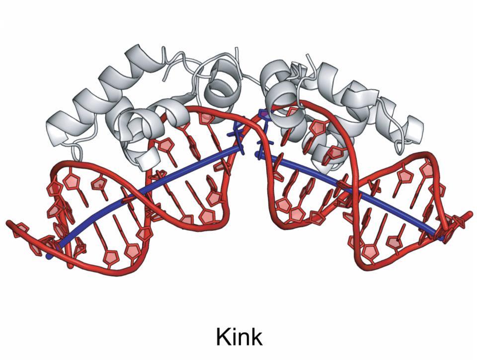 segmenta DNA Prelom vijačnice smer osi vijačnice se