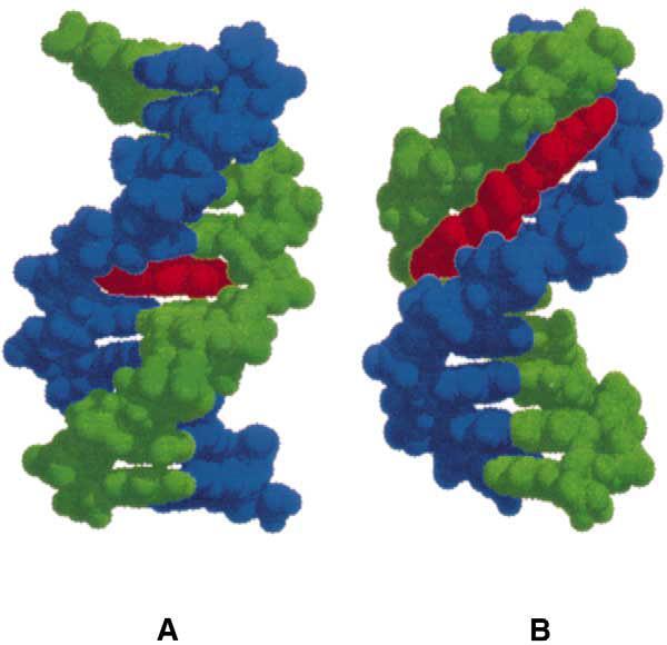 DNA kot receptor Majhni ligandi se lahko