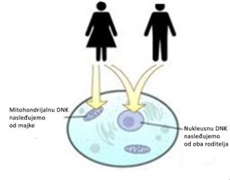 βoksidacija masnih kiselina)